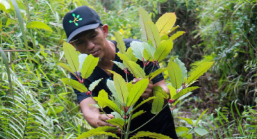 Indonesian kratom grower Gusti Prabu